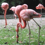 Photo de Flamand rose