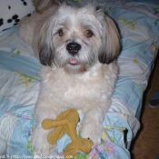 Photo de Lhassa apso