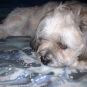 Photo de Lhassa apso