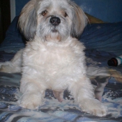 Photo de Lhassa apso