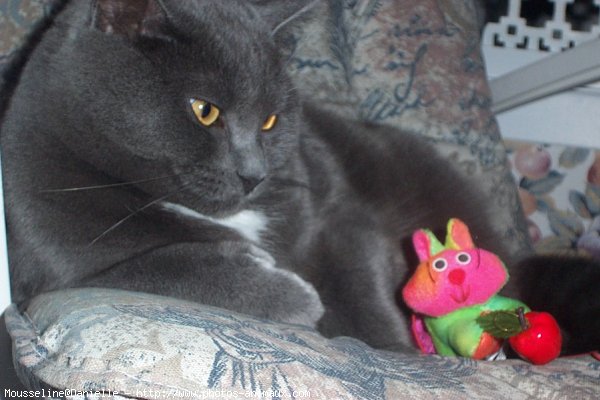 Photo de Chartreux