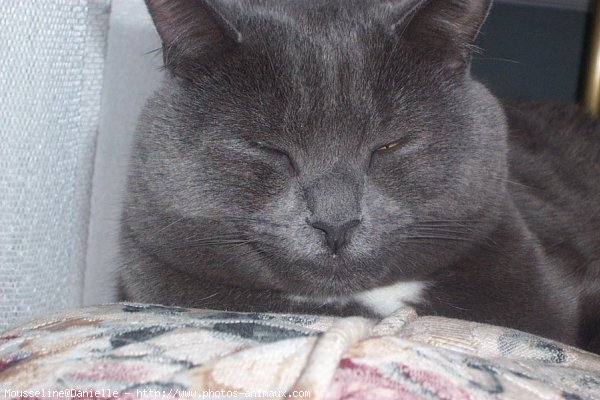 Photo de Chartreux