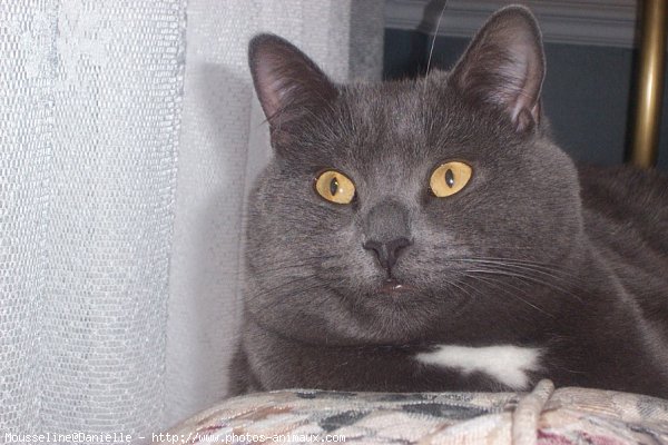 Photo de Chartreux