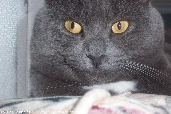 Photo de Chartreux