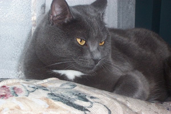 Photo de Chartreux