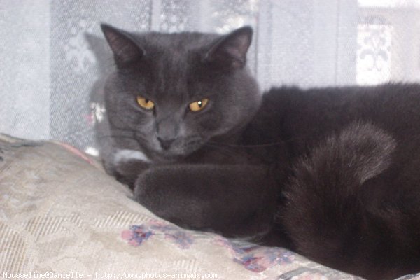 Photo de Chartreux