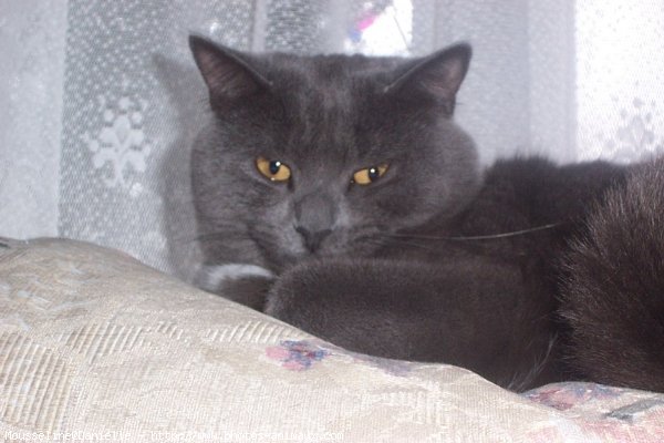 Photo de Chartreux