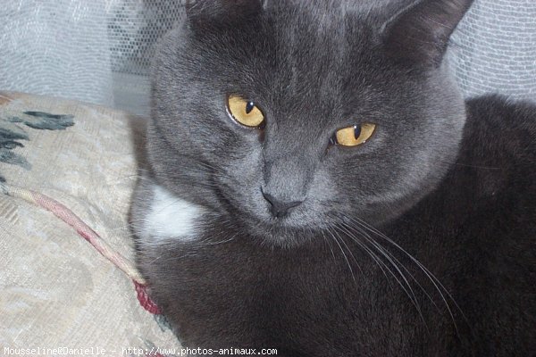 Photo de Chartreux