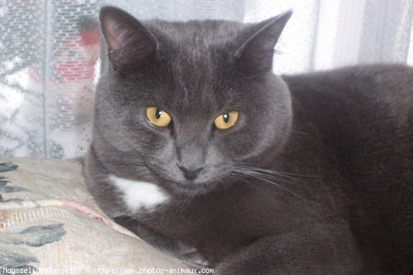 Photo de Chartreux