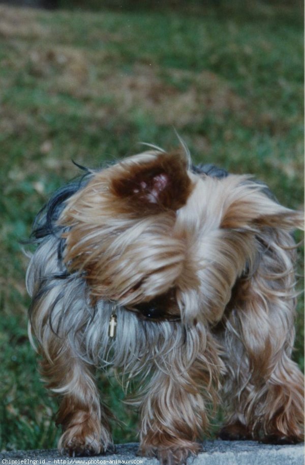 Photo de Yorkshire terrier