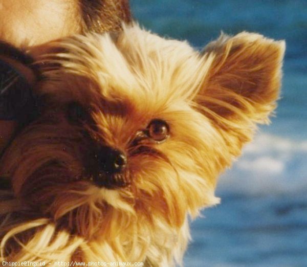 Photo de Yorkshire terrier