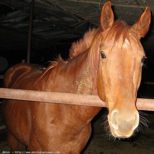 Photo de Quarter horse