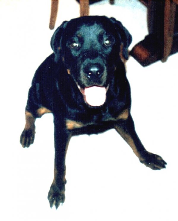 Photo de Rottweiler