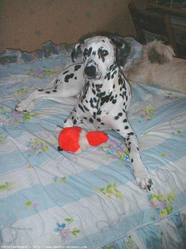 Photo de Dalmatien