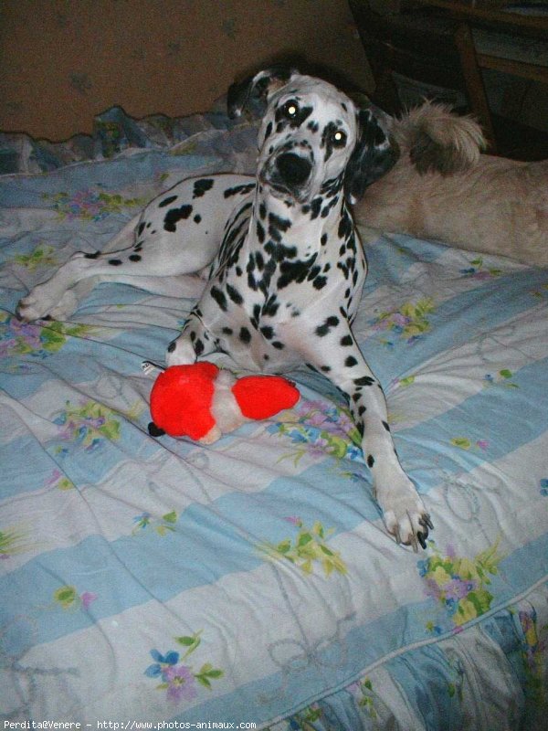 Photo de Dalmatien