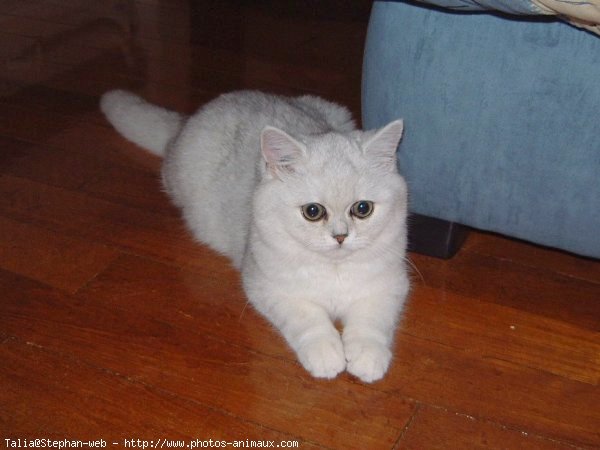 Photo d'Exotic shorthair