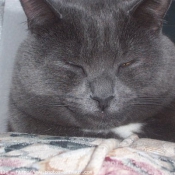 Photo de Chartreux