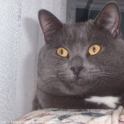 Photo de Chartreux