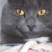 Photo de Chartreux