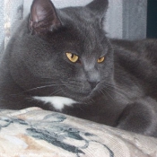 Photo de Chartreux