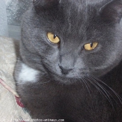 Photo de Chartreux