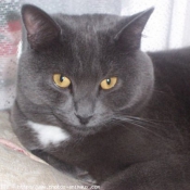 Photo de Chartreux