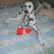 Photo de Dalmatien