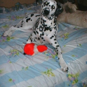 Photo de Dalmatien