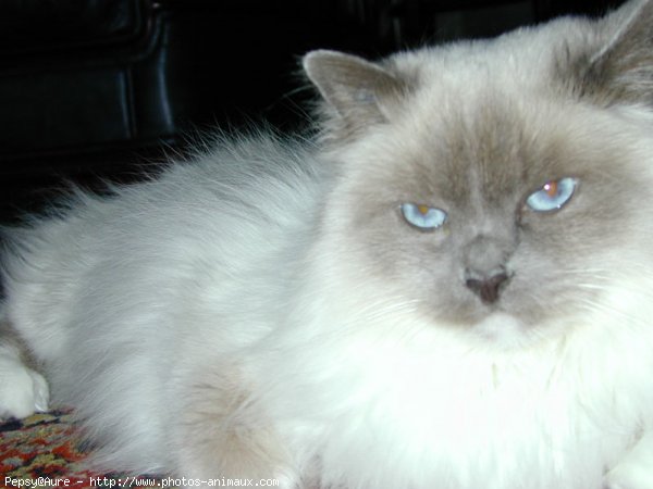 Photo de Sacr de birmanie