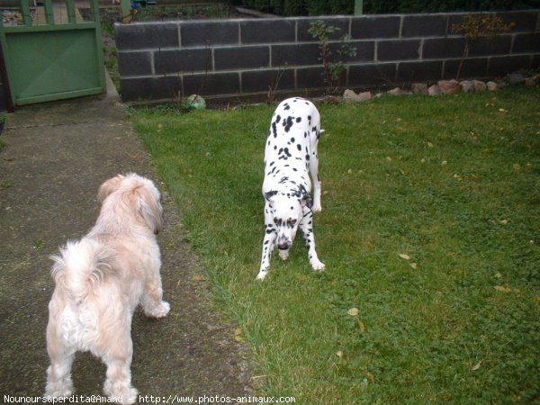 Photo de Races diffrentes