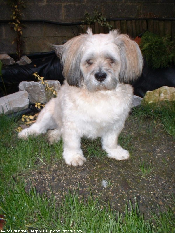 Photo de Lhassa apso