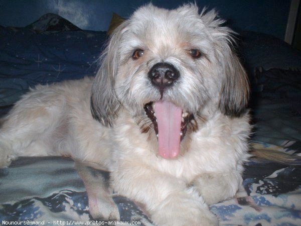 Photo de Lhassa apso