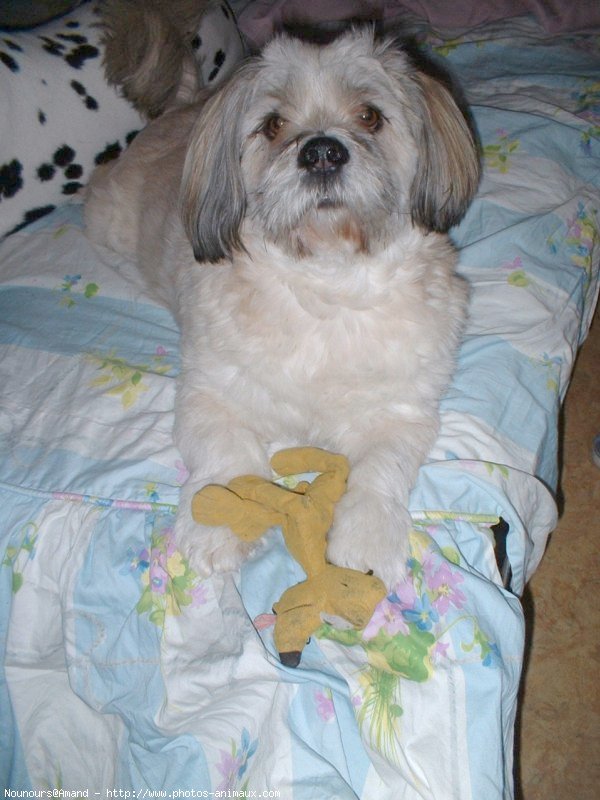 Photo de Lhassa apso