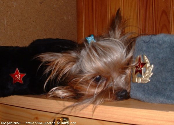 Photo de Yorkshire terrier