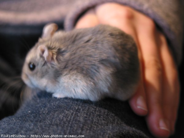 Photo de Hamster