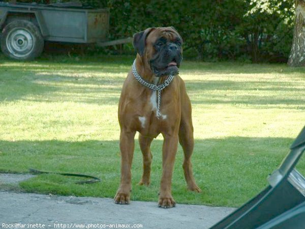 Photo de Boxer