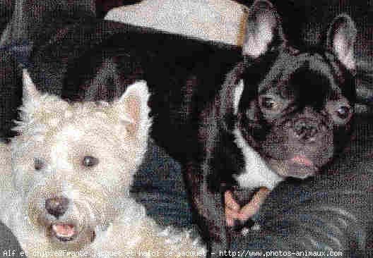 Photo de Bouledogue franais