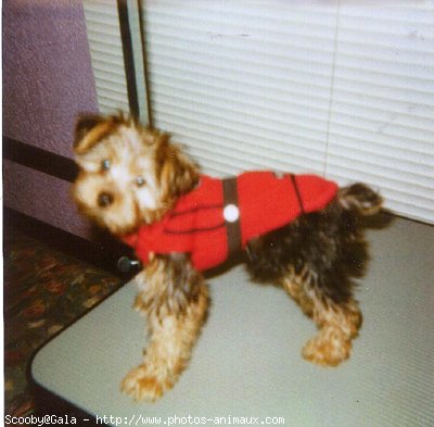 Photo de Yorkshire terrier