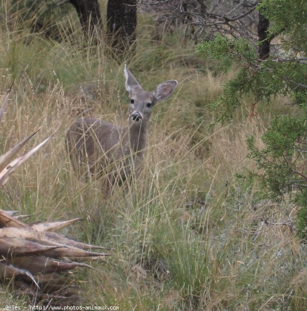 Photo de Biche