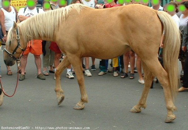 Photo de Palomino