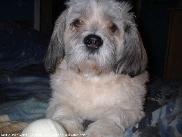 Photo de Lhassa apso