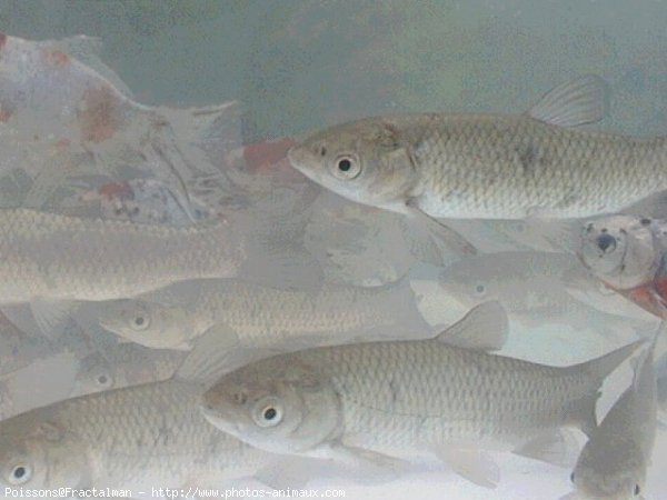 Photo de Poissons rouges