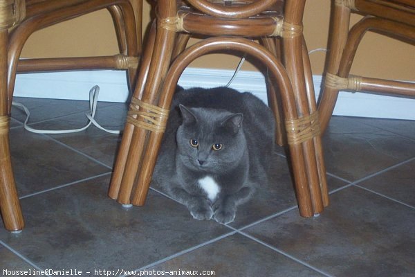 Photo de Chartreux