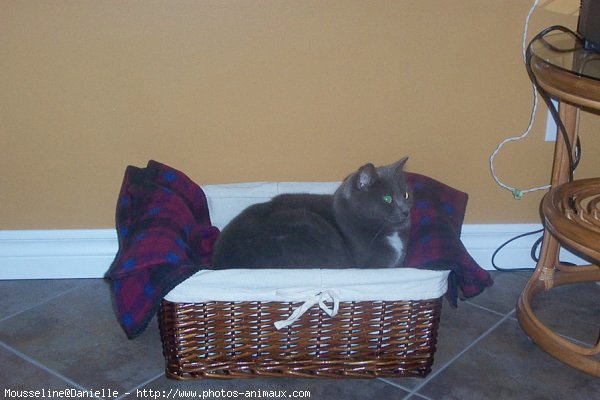 Photo de Chartreux