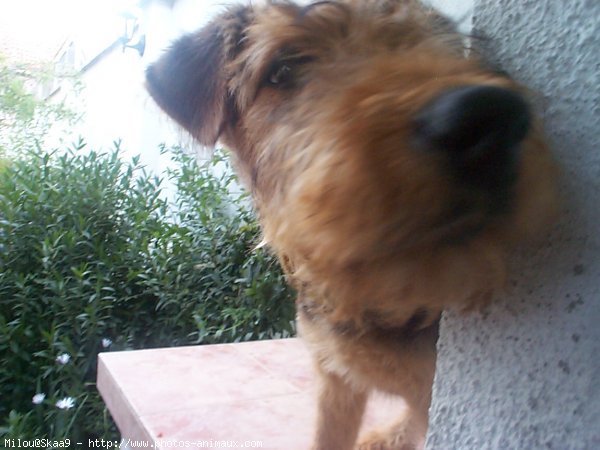 Photo d'Airedale terrier