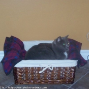 Photo de Chartreux