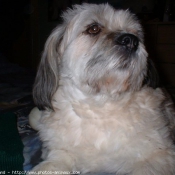 Photo de Lhassa apso