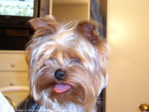 Photo de Yorkshire terrier