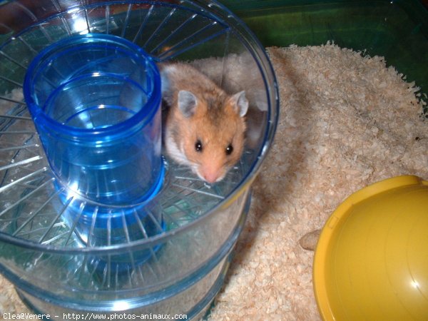 Photo de Hamster