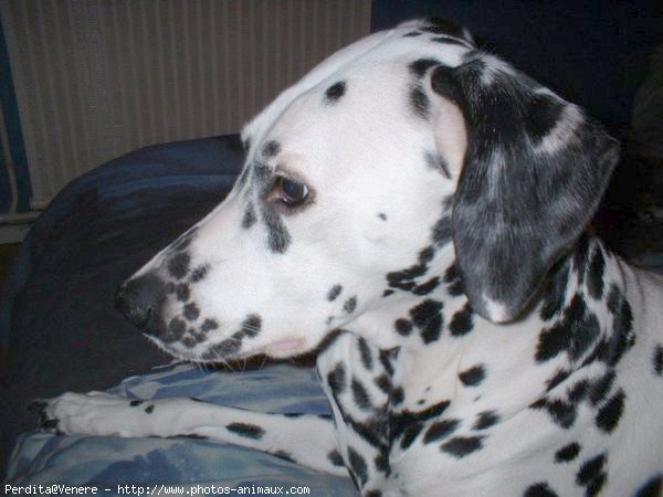 Photo de Dalmatien